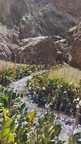 رَسَم؛ بلندای نشل 🏔️