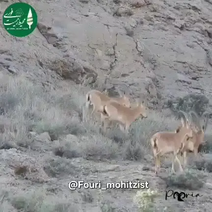 🚨 بالاکوه (نشل) جای شکارچیان متخلف نیست؛ سکوت هم قابل قبول نیست